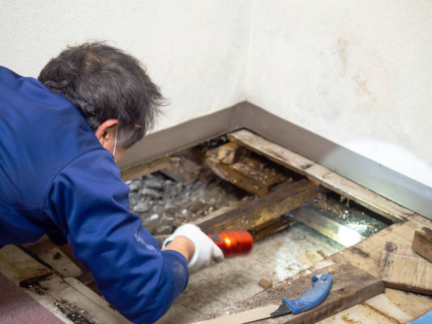 Best Toxic Mold Removal  in Menlo Park, CA