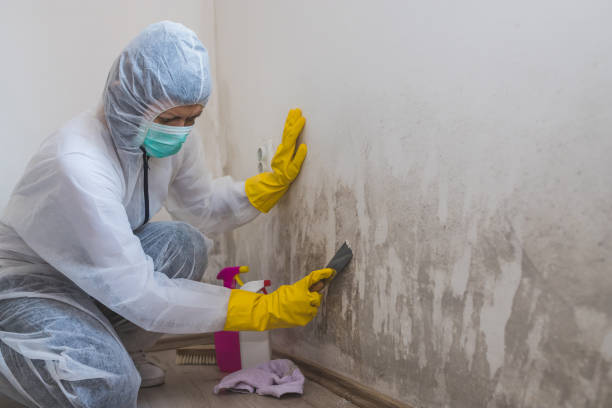 Best Certified Mold Removal  in Menlo Park, CA