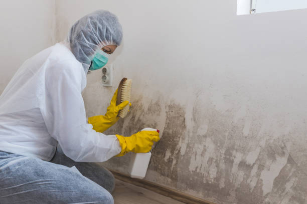 Best Commercial Mold Removal  in Menlo Park, CA