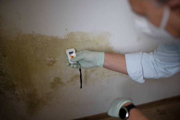 Best Emergency Mold Removal  in Menlo Park, CA