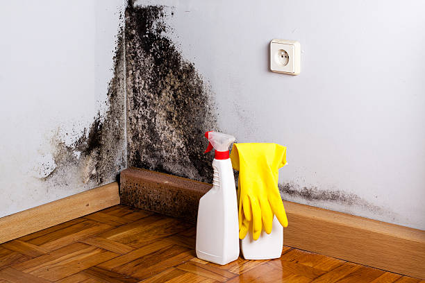 Best Toxic Mold Removal  in Menlo Park, CA