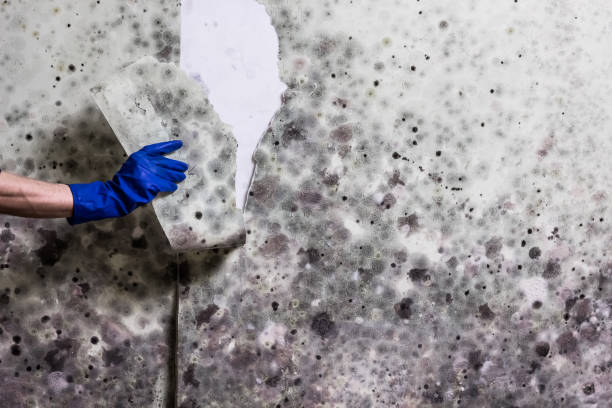 Best Home Mold Removal  in Menlo Park, CA